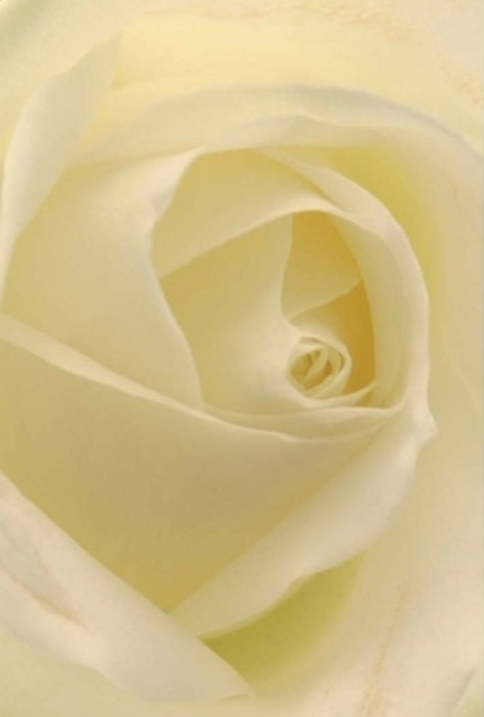 Viewed up close, this white rose, so perfectly fashioned by a Mottingham florist, becomes a masterclass in both tranquillity and sophistication. The petals-cool whites blended with flattering cream highlights-form a seamless spiral that gathers the soft glow of morning, like that which bathes Mottingham's historic lanes. Light settles gently on every fold, creating a subtle interplay of shadow and relief, while the almost sheer outer edges evoke a sense of purity and gentle resilience. It's easy to envision this rose as part of a heartfelt arrangement: a gesture of apology, a token of enduring love, or a sophisticated centrepiece at a local wedding. Each detail-down to the blush of translucency and the tidy lines of every petal-reflects the skilled touch of Mottingham's best florists. The effect is serene and inviting, with an imagined scent that brings calm and reassurance-apt for the moments when only genuine sentiment will suffice, delivered fresh from the heart of Mottingham.